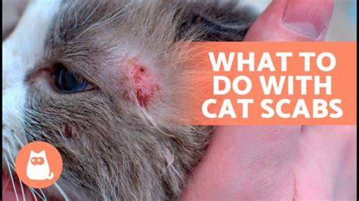 How do you scab a rafter tail?
