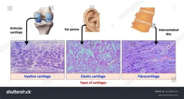 How does cartilage become calcified?