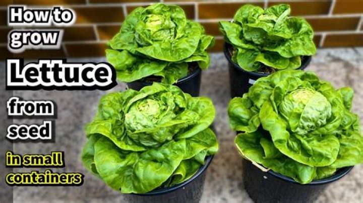 How does head lettuce grow?