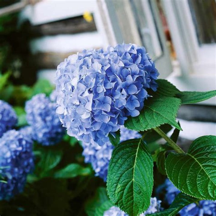 Hydrangea