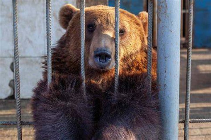 Is bear bile farming illegal?