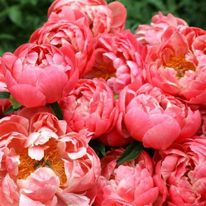 Peony