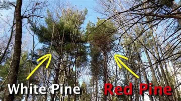 What do white pine trees look like?