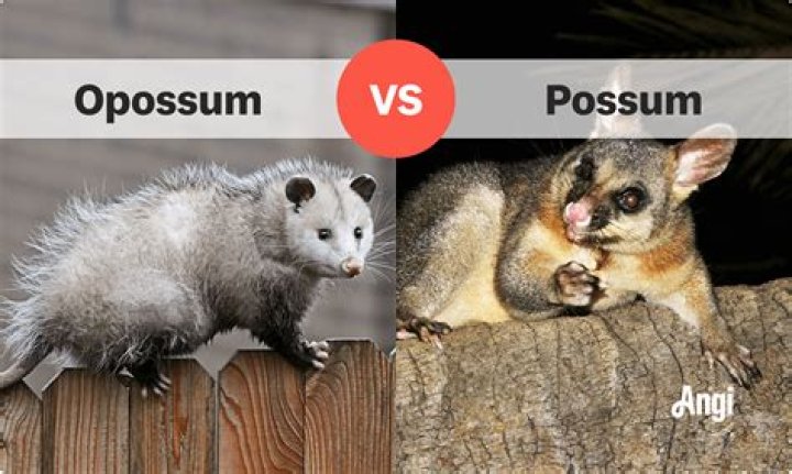 What is difference between IS and are?