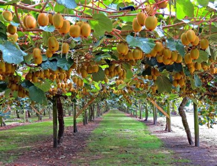 Where does Kiwi grow?