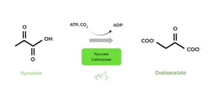 Where is Oxaloacetate produced? | ContextResponse.com